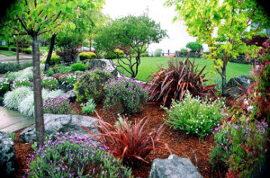 Front yard garden with lavender and grasses