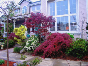 Japanese Maples In The Landscape, Japanese Maple Landscaping