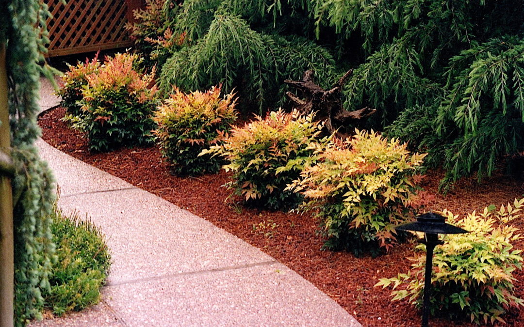 Nandina