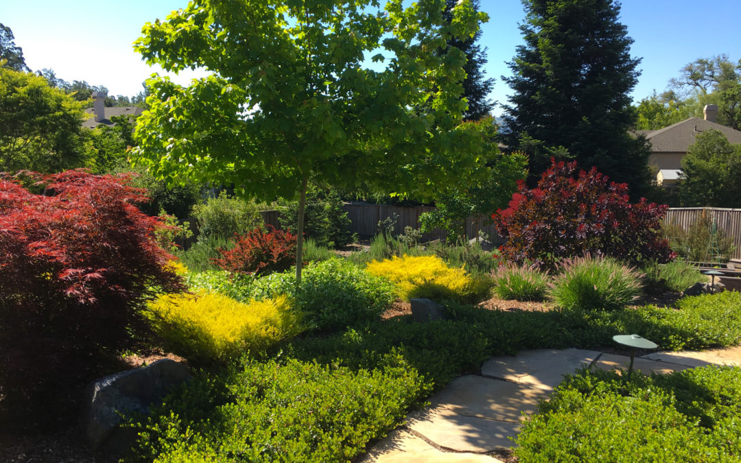 Native plants combined with ornamentals 