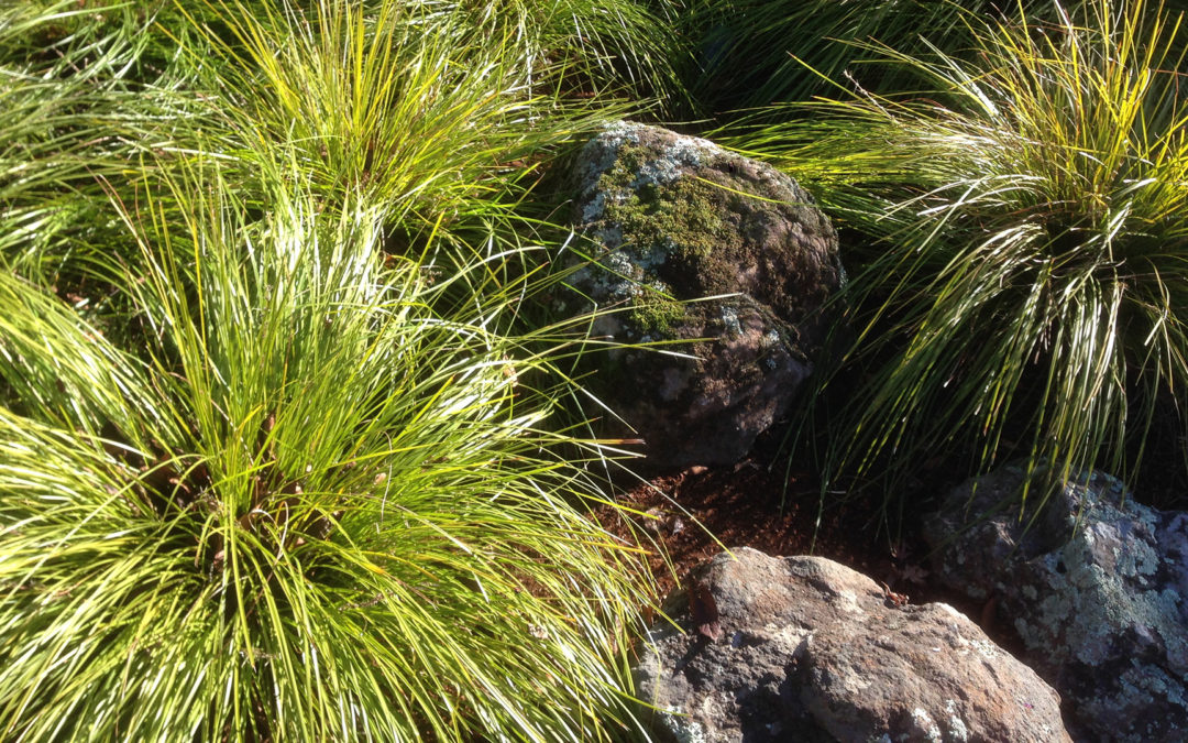 Sonoma fieldstone placement boulders among lomandra 'Breeze' grasses