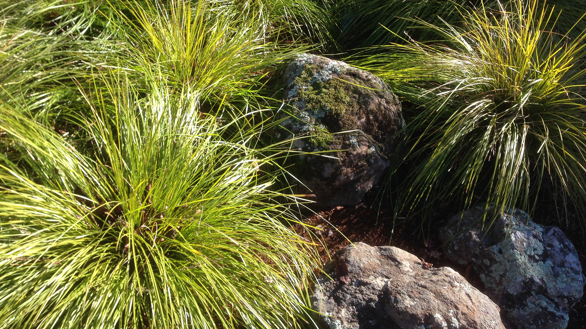 Sonoma fieldstone placement boulders among lomandra 'Breeze' grasses