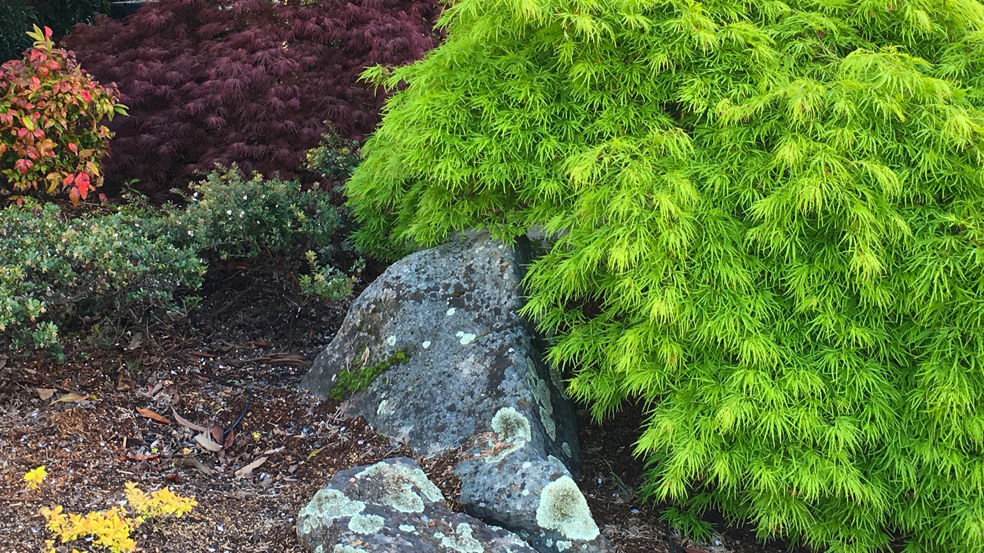 A single boulder accents a 'Viridis' japanese maple
