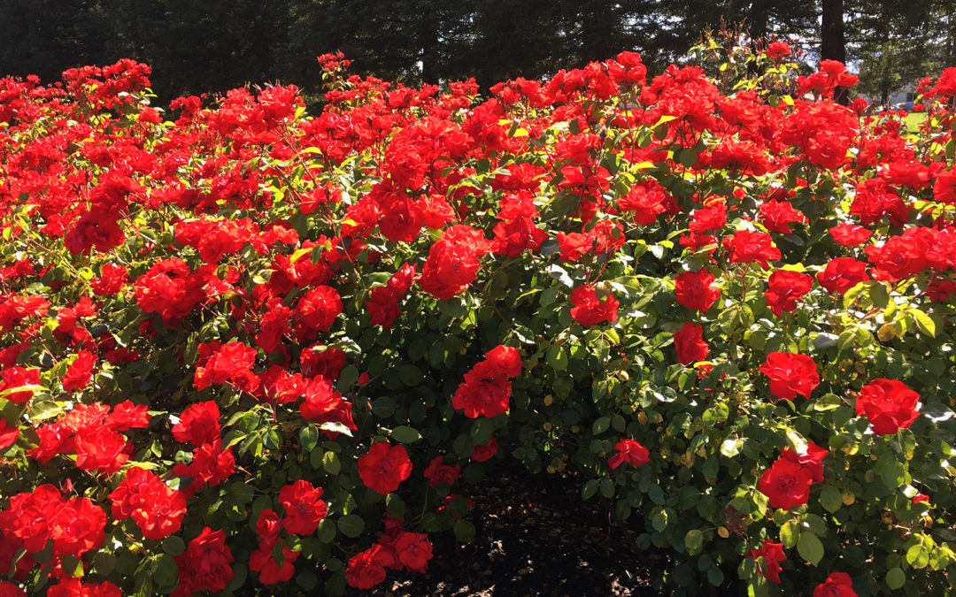 Fragrant plants - mass planting of red roses