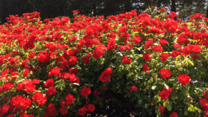 Mass planting of red roses