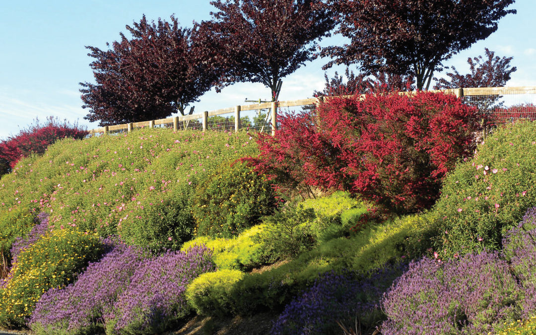 Hillside planting techniques