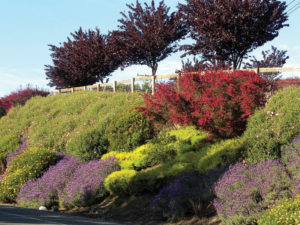Hillside landscaping with color