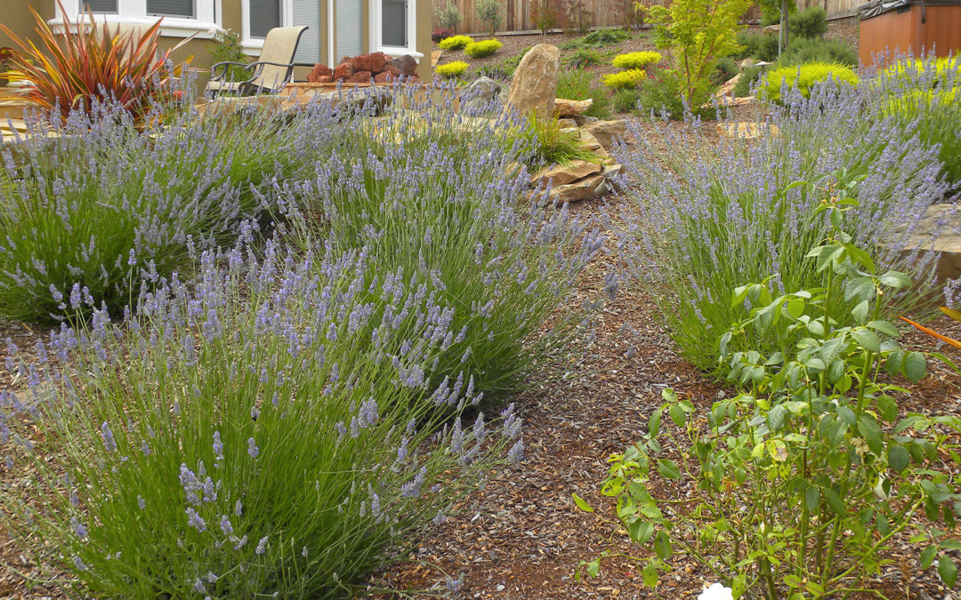 Mediterranean style garden featuring nFrench lavender