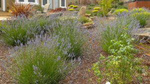 Mediterranean style garden featuring nFrench lavender