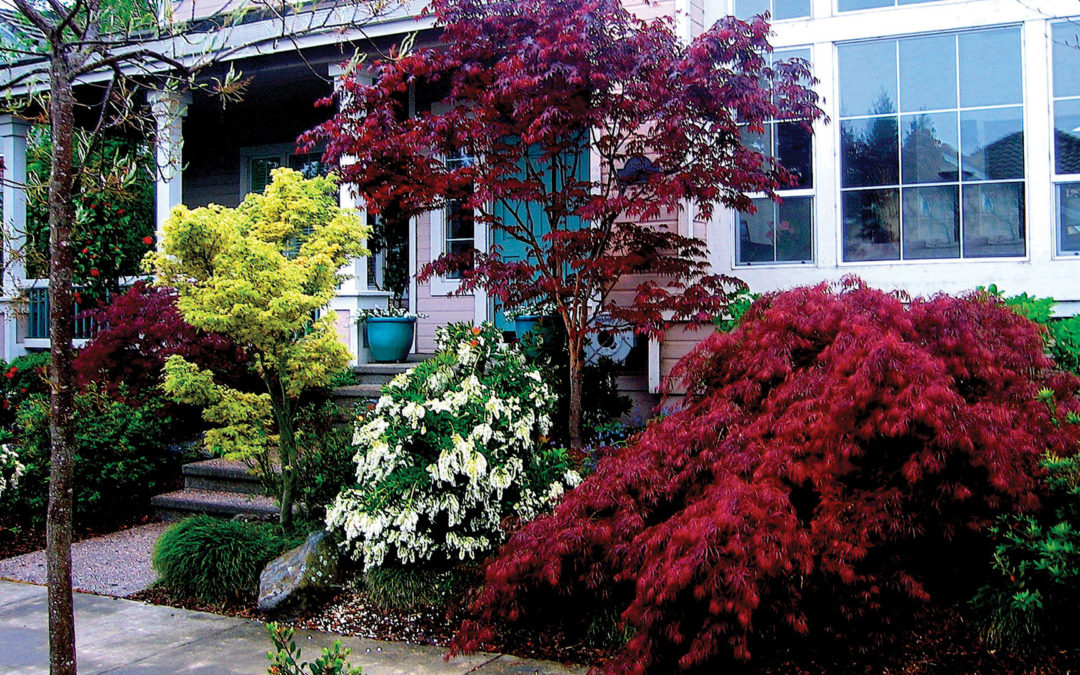 Landscaping with Japanese Maples