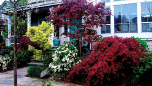 Asian shade garden featuring Japanese maples and Pieris japonica