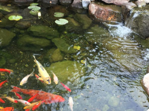 Koi pond landscaping water feature in backyard