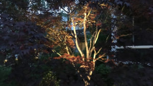 Uplighting highlights tree branchesLow Voltage Lighting floodlight