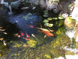 Crystal clear koi pond with lily pads