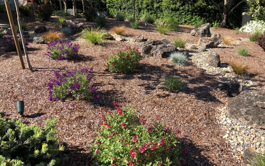 Bennett Valley–Annadel Featured Garden: Backyard Oasis