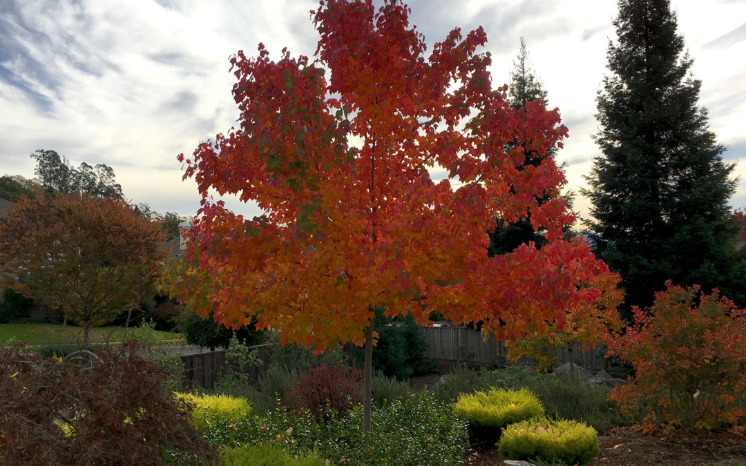 Trees in Lawns: Common Mistakes to Avoid