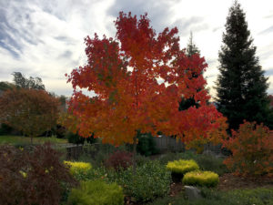 Red Maple - Acer rubrum "October Glory" earning it's namesake