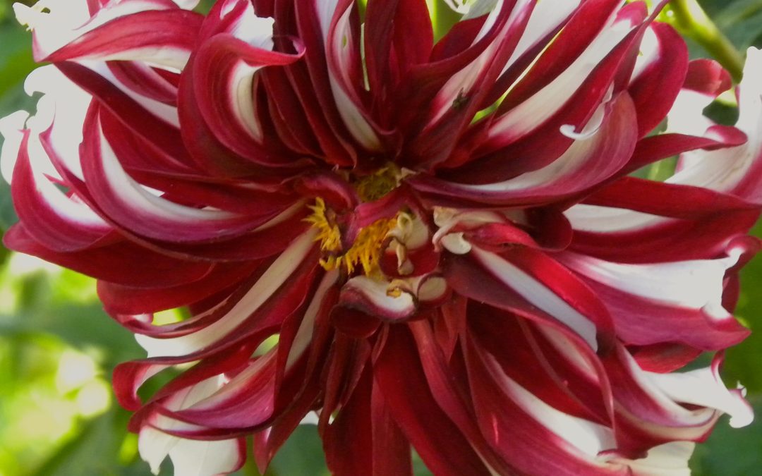 Annuals