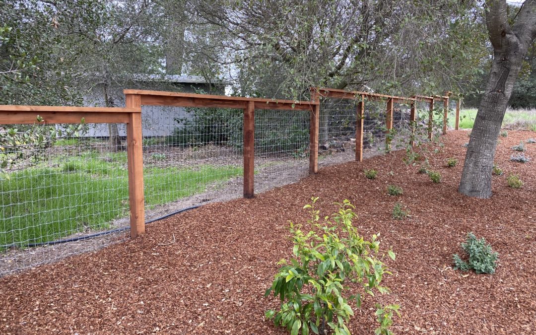 West Petaluma Country Property Landscaping