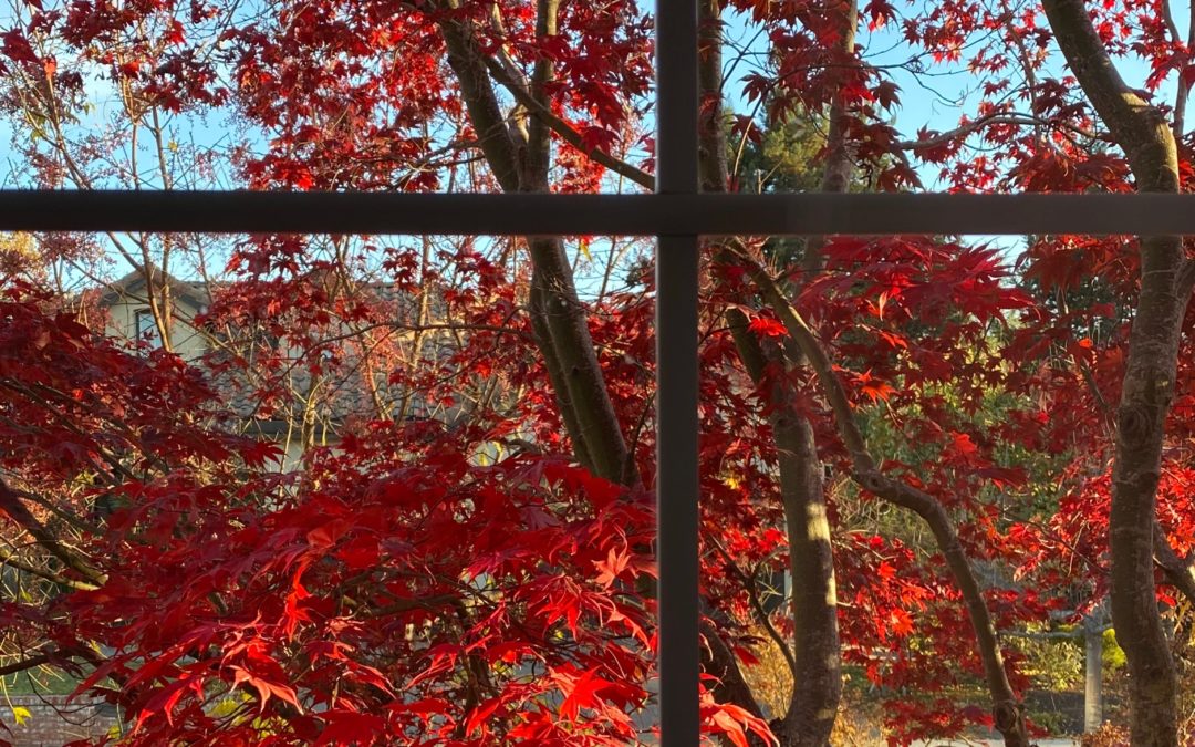 Garden Perspectives