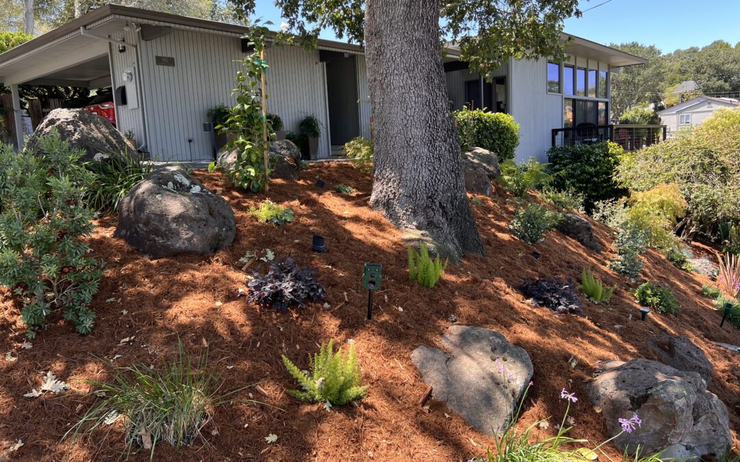 Hillside garden transformation