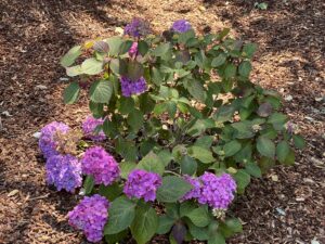 Garden transformation features this shade tolerant hydrangea